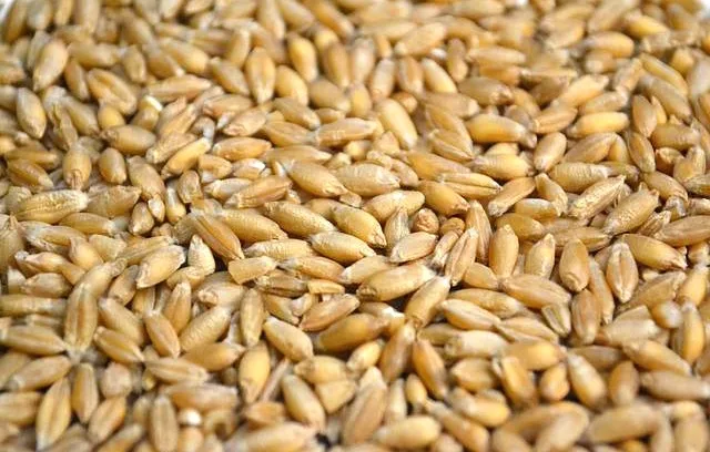 Triticale