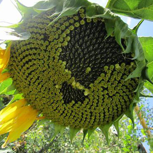 Black sunflower seeds