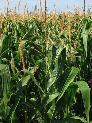 kukurūzų laukas