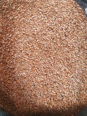Rjavo laneno seme iz Kazahstana