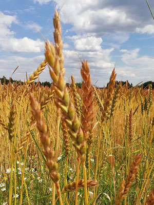 pisano polje