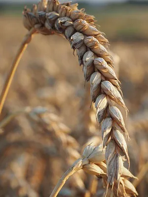 Triticale