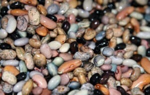 Legumes
