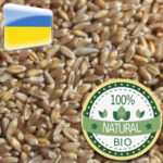 BIO-Wheat