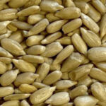 Sunflower seeds (Bakery)