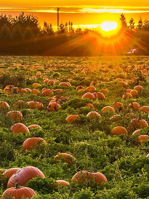 champ de citrouilles