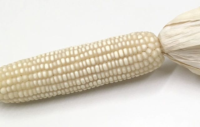 Corn cob