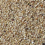 Sorghum