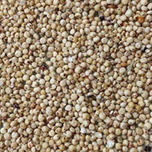 Sorghum