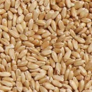 Durum wheat