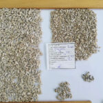 Peeled sunflower seeds