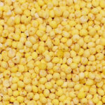 Yellow millet