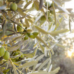 оливкове дерево