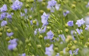 Flax