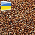 الذرة الحمراء من أوكرانيا