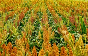 Sorghum