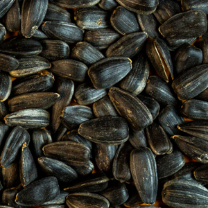Black sunflower seeds for oil production