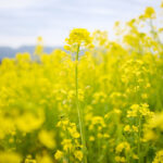 Canola field