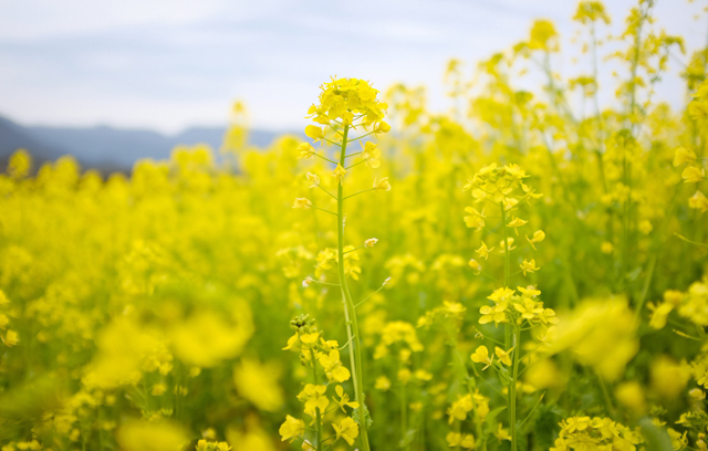 Canola field