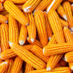 Corn