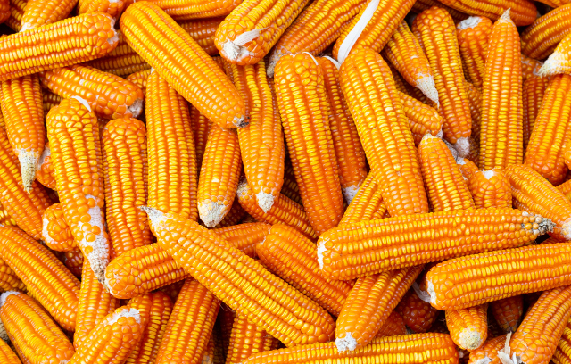 Corn