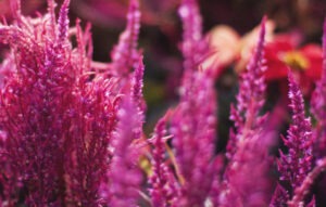 Amaranth