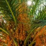 Palm