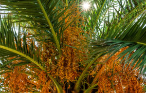 Palm