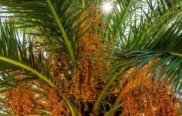 Palm