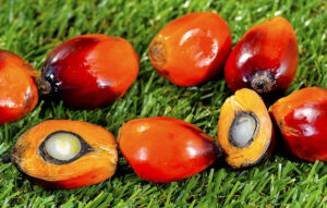 Oil Palm