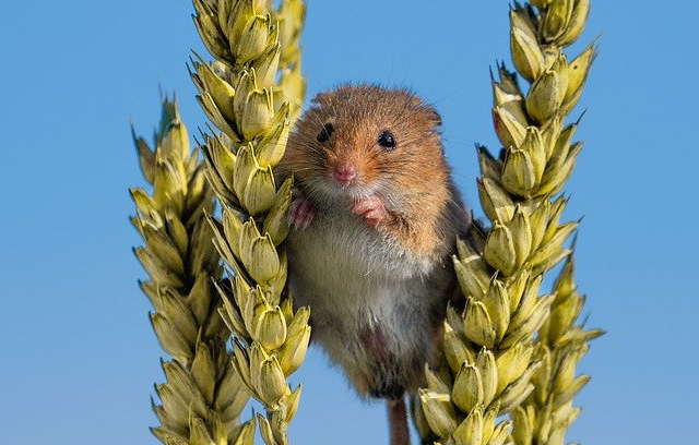 Mouse