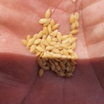 Yellow (golden) flax
