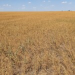 Flax field July 2022