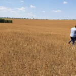 Flax field inspection