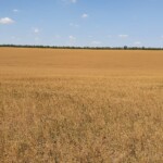 Flax field