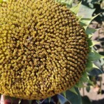Sunflowers in Ukraine