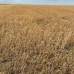 Flax in the Ukraine