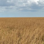 Flax in the Ukraine