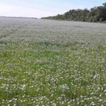 Blooming flax fields