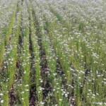 Blooming flax fields